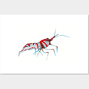 Shrimp Posters and Art